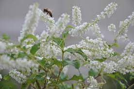 Dwarf shrubs (1 to 3 feet tall). 9 Fragrant Shrubs For Houston Gardens