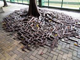 Tree Growing On Pavement In Hong Kong Beautiful Tree Tree Roots Unique Trees