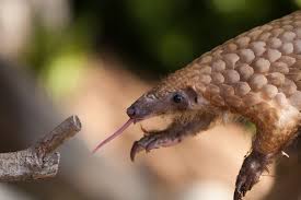Pangolin, or scaly anteater, is the common name for african and asian armored mammals comprising the order pholidota, characterized by a long and narrow snout, no teeth, a long tongue used to capture ants and termites, short and powerful limbs, a long tail, and a unique covering of large. The Plight Of The Pangolin Ecohealth Alliance