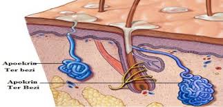 Hidradenitis Suppurativa Nedir Ve Nasil Tedavi Edilir