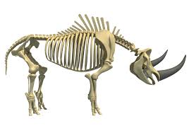 Rhino Rhinoceros Skeleton Rhinoceros Rhino Animal Photography