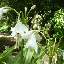 Image result for Crinum moorei