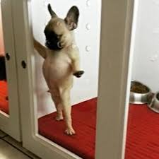 Learn 3 reasons vets warn 5 a combination of french bulldog pug puppies for sale. 62 Frugs Frenchie Pug Ideas Frenchie Pug Pugs Pug Mix