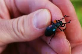 Howdoyousay.net provides translations, pronunciation and other vocabulary help for words and phrases in some of the most popular languages of the world. Absurd Creature Of The Week The Spanish Fly Is Real And It S Ridiculously Dangerous Wired