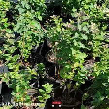 Image result for Rourea thomsonii