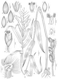 Image result for Panicum trichocladum