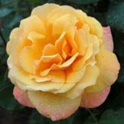 I have been wanting it and by the time i read your rose guide it was already sold out! Rosensorten Duftrosen Ta Tahiti Tahitian Sunset Taifun Talismann Talisman Climbing Tam O Shanter Tamara Tamora Tantau Tarantella Tarde Gris Tatjana Taunusblumchen Tausendschon Tawny Tiger Taxandria Tchaikovski
