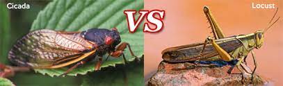 During summer and winter, all kinds of insects become common making it perhaps the best time to interact and study their behaviors. Cicada Vs Locust