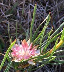 Image result for Hermbstaedtia odorata