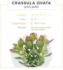 In the proper environment, you can find tiny white and pink star shaped. Jade Plant Care Guide Growing Info Tips Proflowers Blog