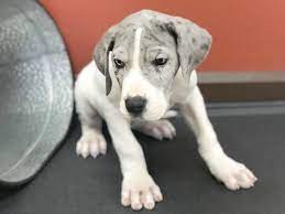 She was born with two front legs that are deformed. Great Dane Dog Male Blue White 2361651 Petland Heath Oh