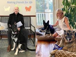 German shepherd rescue of orange county; Joe Biden German Shepherd Rescue Dog Joe Biden S German Shepherd Set To Become The First Rescue Dog To Live In The White House Trending Viral News