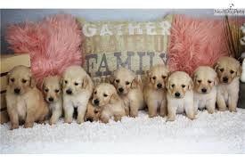 These beautiful little pups have deep rich c. Golden Retrievers Golden Retriever Puppy For Sale Near Southeast Missouri Missouri 7a0f3c95 6f01