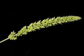 Image result for Setaria atrata