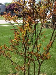 Green leaves turn yellow, orange or red in autumn. Crepe Myrtle Dying 452818 Ask Extension