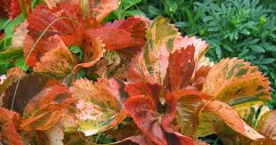 Image result for Acalypha ambigua