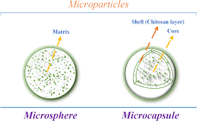 The plant cells which contain chloroplasts are usually parenchyma cells, though chloroplasts can also be found in collenchyma tissue. The Enhancement Of Plant Secondary Metabolites Content In Lactuca Sativa L By Encapsulated Bioactive Agents Scientific Reports