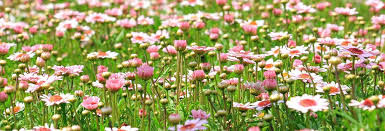 Wie lege ich den garten am besten an? Wiese Neu Anlegen Blumenwiese Wildblumenwiese Richtig Saen