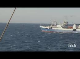 Publié dans pêche en mer | commentaires fermés sur pêche du thon à la mouche en méditerranée. Mauritanie Peche En Haute Mer Youtube