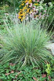 Image result for Stolzia compacta