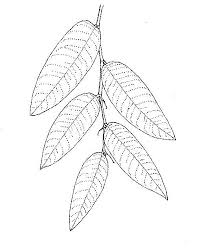 Image result for Parinari excelsa