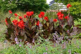 Image result for Cannaceae