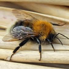 Image result for Bombus pomorum