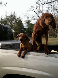Grey shaker kitchen ideas ukc coonhounds. Redbone Coonhound Puppies For Sale Australia Govgrantscholarships