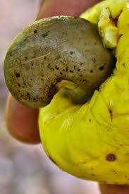 Maybe you would like to learn more about one of these? Did You Ever Wonder Why Cashews Aren T Sold In Shells