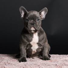 Some dog breeds thrive better alone than others. Where To Buy A French Bulldog Puppy In New York Frenchie World