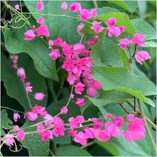 Image result for Antigonon leptopus