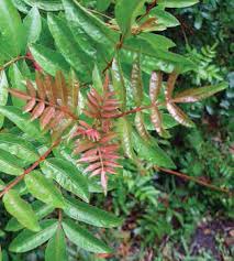 Image result for Hemarthria natans