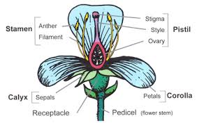 Flower Structure And Function World Of Flowering Plants