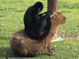 Meet The Giant Rodent Who Gets On With Everyone In The Animal Kingdom Capybara Animals Animals Friendship