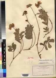 Image result for Tephrosia acaciifolia