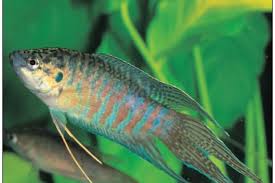26 Most Popular Anabantoids Fish Gourami Betta In 2020 Betta Fish Siamese Fighting Fish