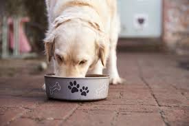 But it's important to remember that beans should not be the main protein in a dog's diet. Human Foods For Dogs Which Foods Are Safe For Dogs