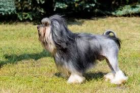 They were introduced in the united states in the 1970s and received recognition by the akc in 1999. Lowchen Bil Jac