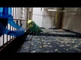Male Budgies Mating Request Voice Youtube