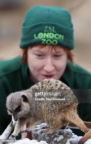 29 London Zoos New Year Animal Count Gets Underway Stock Photos, High-Res  Pictures, and Images