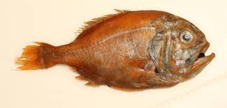 Image result for Vandellia