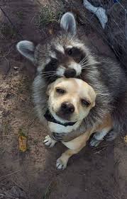 The Dog Is Scared Raccoons Can Kill Dogs Cute Baby Animals Animals Beautiful Cute Funny Animals