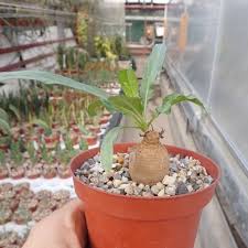 Image result for Ipomoea oenotherae