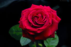 Großer strauß roter rosen auf weißem hintergrund. Rote Blume Explore Tumblr Posts And Blogs Tumgir