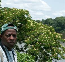 Image result for Bridelia ferruginea