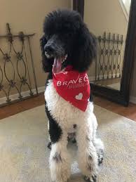Specializing in exceptional parti standard poodles. Dubois Standard Poodles Home