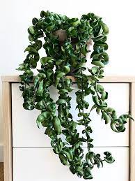 Hoya Carnosa Compacta Londonhouseplants Plants Hanging Plants Hoya Plants