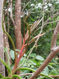 Image result for Bulbostylis clarkeana