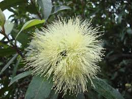 Image result for Syzygium niassense