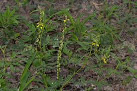 Image result for Crotalaria sphaerocarpa